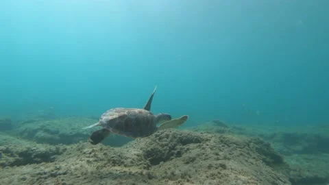 Sea Turtle Crusing Stock Footage 135084641