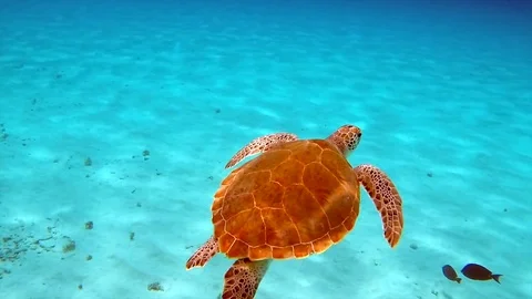 Sea turtle at Curaçao - Scuba diving Stock Footage