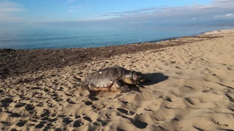Sea turtle dead on the beach 4K Stock Footage 297443566
