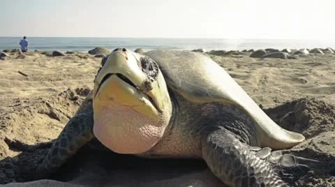 Sea turtle detail of her spawing Stock Footage
