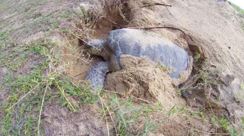 Sea Turtle Digging on the beach Stock Footage 56767083