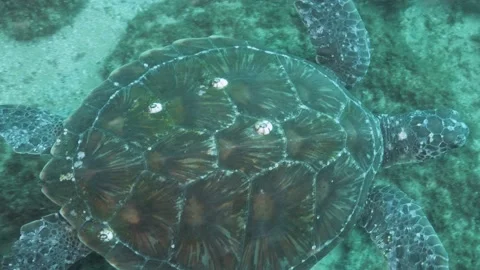 Sea Turtle displaying unique patterns on its shell swims above a sandy and Stock Footage 233558743