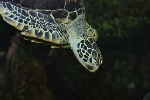 Sea turtle dive Stock Photos