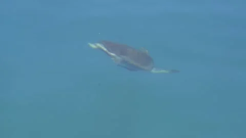 Sea turtle dives away from surface into deeper blue water - Swimming Turtle Stock Footage 340039878