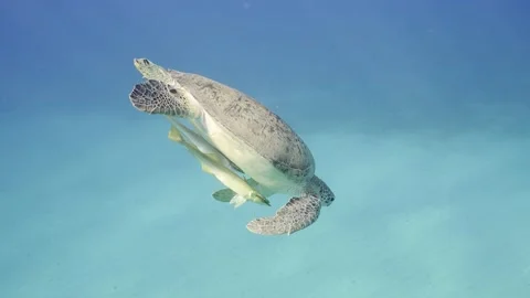 Sea Turtle dives from surface to the sandy bottom, Slow motion, Mid shot 스톡 동영상 237259633