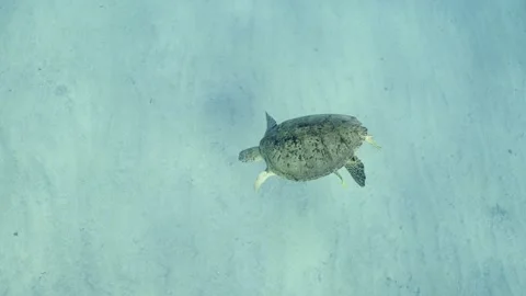 Sea Turtle dives from surface to the sandy bottom, Slow motion, Mid shot 스톡 동영상 243988783