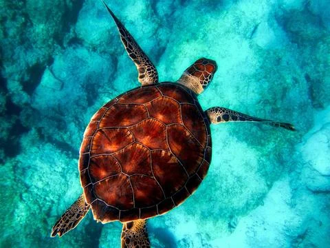 Sea, Turtle, Diving image Stock Photos