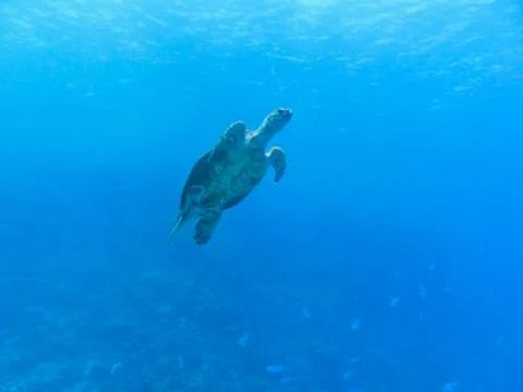 A sea turtle is diving Stock Photos