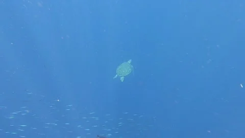 Sea Turtle diving Underwater between Coral Fish near Reef Video stock 142657611