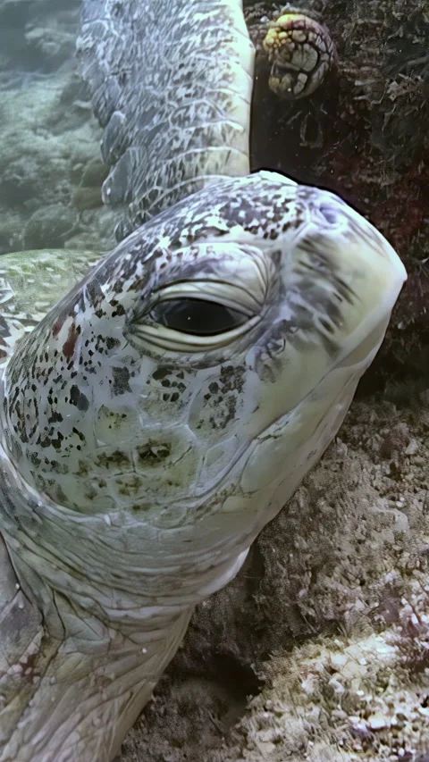 Sea Turtle Dreams in Shallow Waters off Sipadan Island, Indonesia Stock Footage 344784439