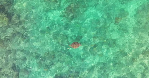 Sea turtle drone view swim to sea surface breathe air and dive Bali Gili Island Stock Footage 308459996