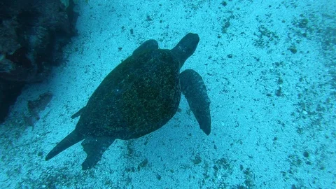 Sea turtle during diving Stock Footage 107885565