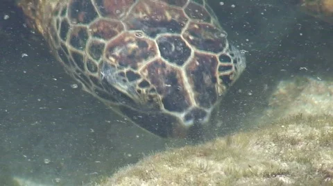 Sea Turtle Eating 2 Stock Footage 654296
