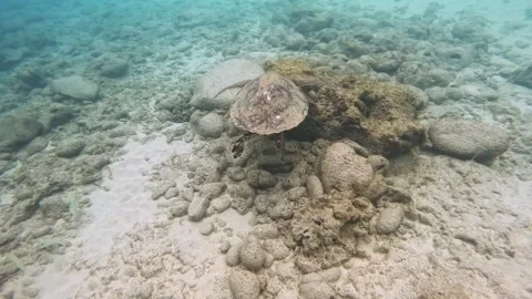 Sea turtle eating algae from a rock. Stock Footage 323198748