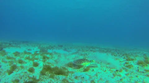 A sea turtle eating and playing off the coast of the United States Virgin Island Stock Footage 42444341