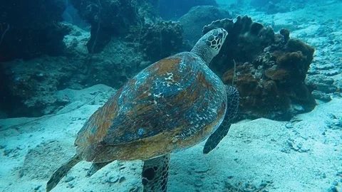 Sea turtle eating bubble coral Stock Footage 239145103