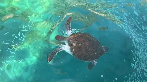 The sea turtle eating in the clear, transparent sea water. View from above Stock Footage 163889653