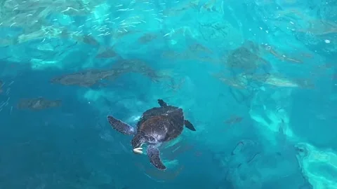 The sea turtle eating in the clear, transparent sea water. View from above Stock Footage 164222117