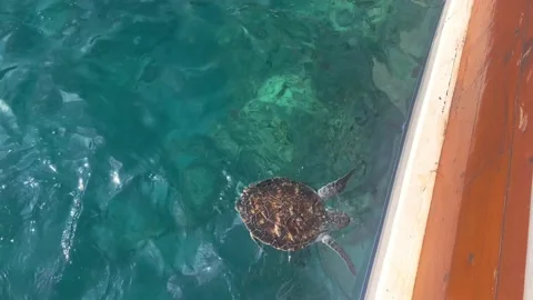 The sea turtle eating in the clear, transparent sea water near the boat. View Stock Footage 164222176
