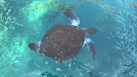 The sea turtle eating in the clear, transparent sea water. View from above Stock Footage 164222496