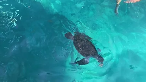 The sea turtle eating in the clear, transparent sea water. View from above Stock Footage 165292821