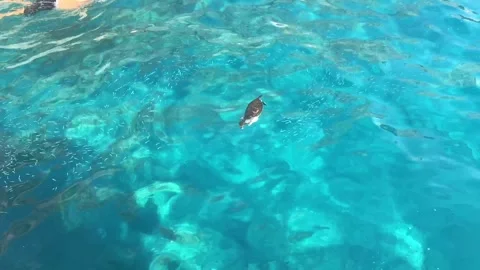 The sea turtle eating in the clear, transparent sea water. View from above Vídeos de archivo 245828293