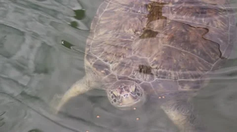 Sea turtle eating closeup Stock Footage 20574112