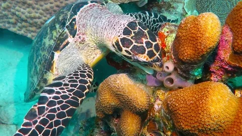 Sea turtle eating coral reef. Underwater scuba diving scene. Stock Footage
