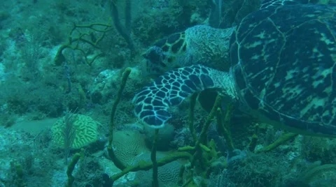 Sea Turtle Eating Stock Footage 63235230