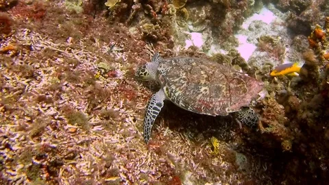 Sea Turtle is eating Video stock 97289449