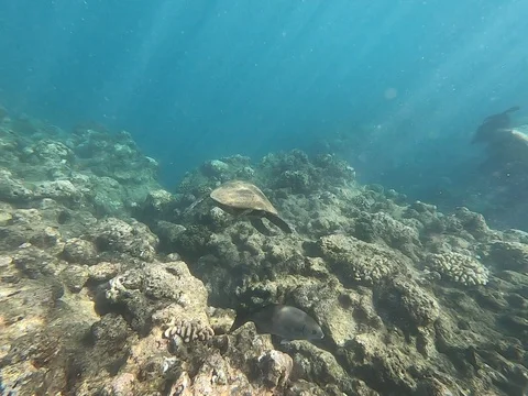 Sea Turtle Eating Stock Footage 119833560