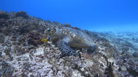 Sea Turtle eating Stock Footage 307942905