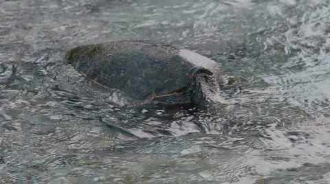Sea Turtle Eating SeaWeed Stock Footage 5772125