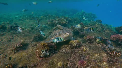 Sea turtle eating small brown algae on top of coral reef in the morning sun rays Stock Footage 309596747