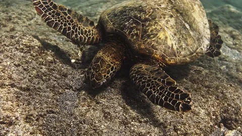 Sea turtle eats from coral reef in tropical water 库存影片 209334037