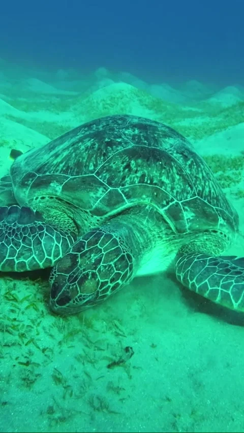 Sea turtle eats sea grass on the seabed. Slow Motion Stock Footage 232764519