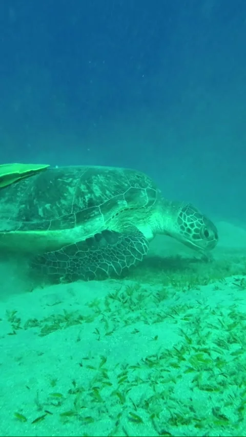 Sea turtle eats sea grass on the seabed. Slow Motion Vídeos de archivo 232764589