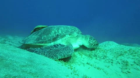 Sea turtle eats sea grass on the seabed. Slow Motion Stock Footage 232769270