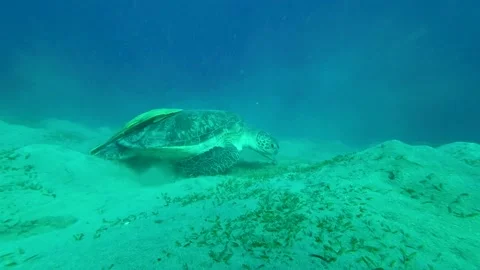 Sea turtle eats sea grass on the seabed. Slow Motion Video stock 232769803