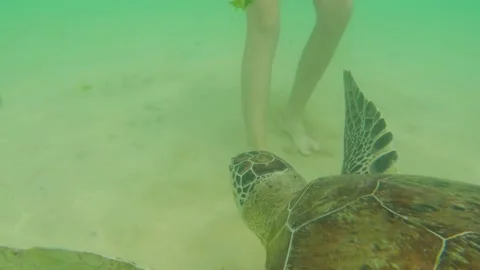 Sea turtle eats seaweed, swims at sandy bottom. Man feeds turtle. Stock Footage 194416402