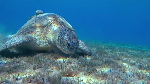 Sea turtle eats underwater Vidéo 256147484