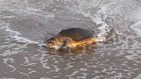 Sea turtle emerging from ocean waves onto sandy beach Vídeo Stock 346991776