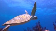 Sea Turtle. Fascinating Underwater Diving In The Sea Of Cortez. Stock Footage