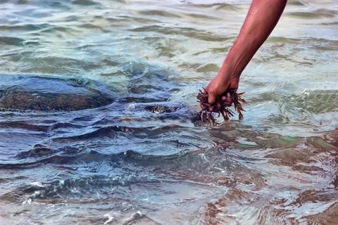 Sea turtle is fed with algae Stock Photos