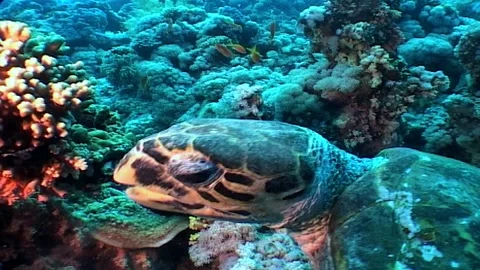 Sea Turtle Feeding, Barrier Reef Stock Footage 300749064