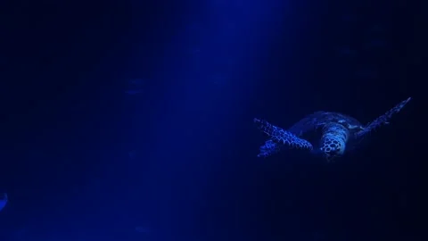 Sea turtle feeding in bright light Stock Footage 146610073
