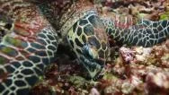 Sea Turtle Feeding On Coral Close Up Stock Footage