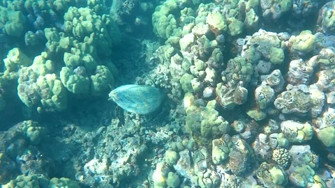 Sea turtle feeding Stock Footage 327675811