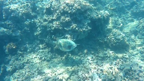 Sea turtle feeding Stock Footage 327675818