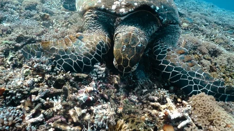 Sea turtle feeding. Green Turtle (Chelonia mydas) Feeding on Seagrass - Close Up Video stock 120920589